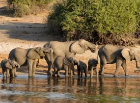 Chobe National Park, Botswana: dove si trova, quando andare e cosa vedere