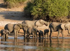 Safari in Botswana: prezzi, quando andare e dove