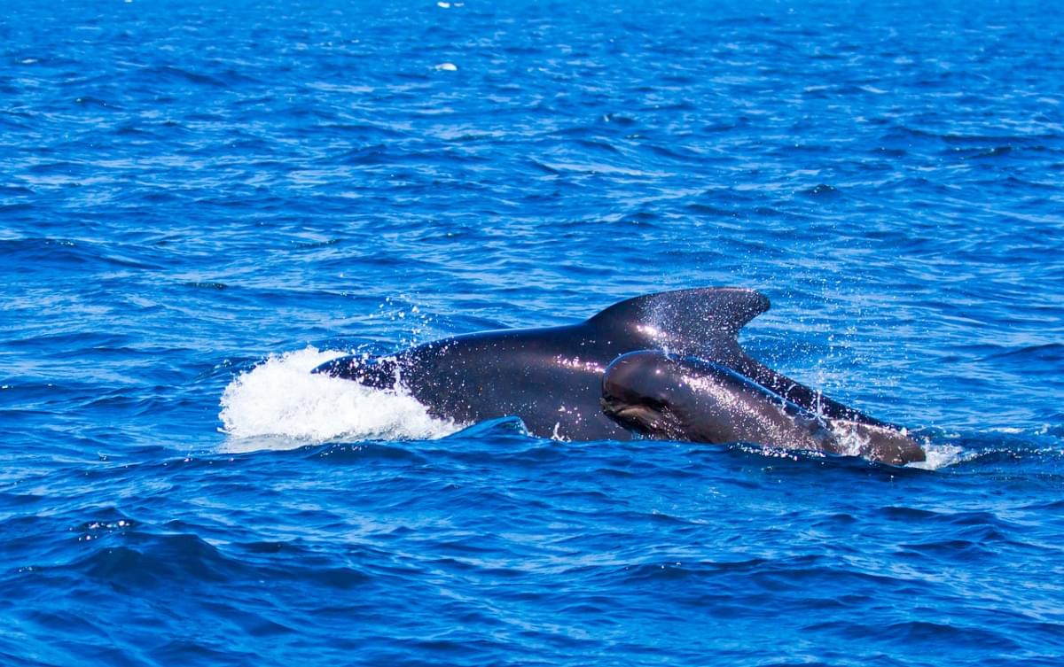 balene pilota balene animali