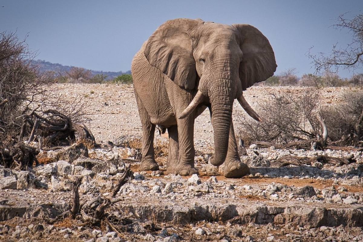 elefante etosha namibia 1