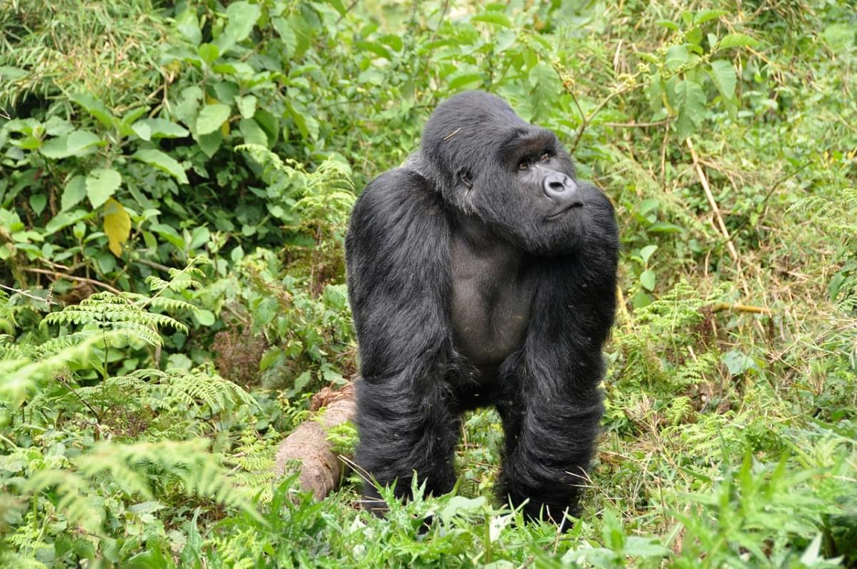 gorilla silverback scimmia ruanda 1