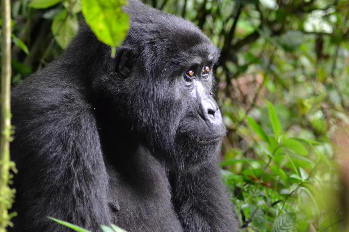 gorilla uganda bwindi africa 1