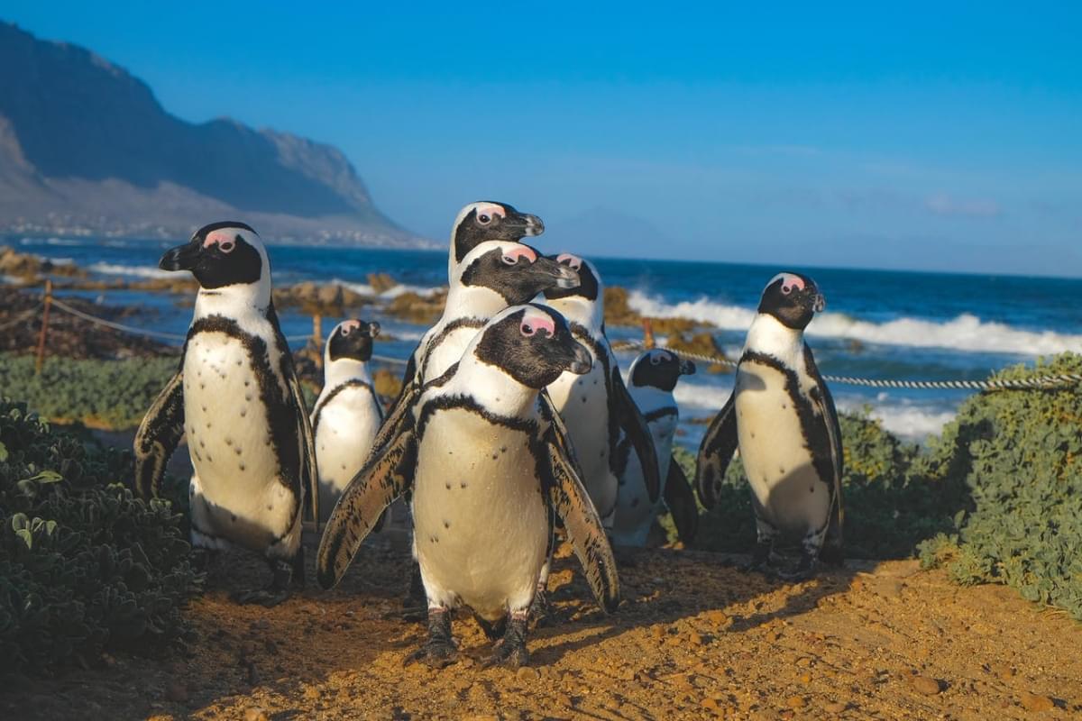 gruppo di pinguini africani