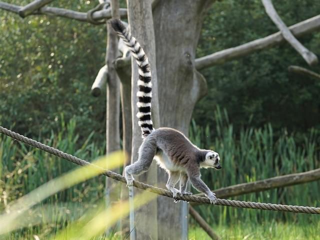 lemure dalla coda ad anelli lemure