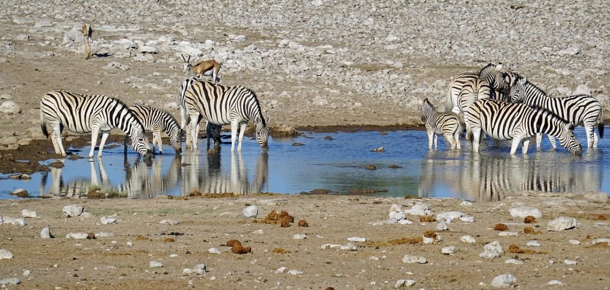 namibia zebra gruppo acqua etosha