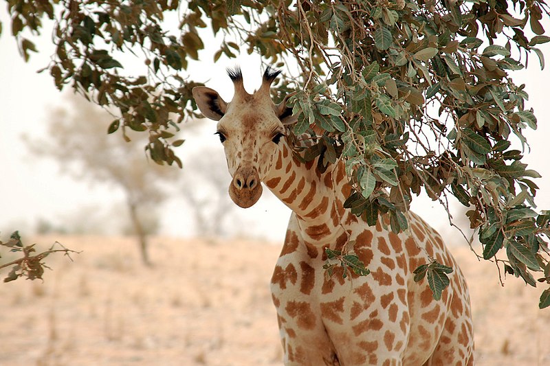 safari nigeria giraffa