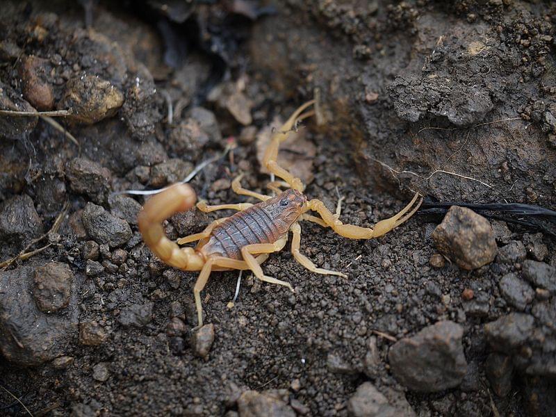 scorpion indian red