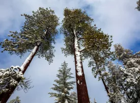 Classifica alberi più alti del mondo