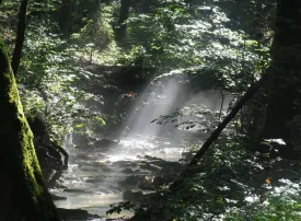 Le 15 Foreste più belle del Mondo