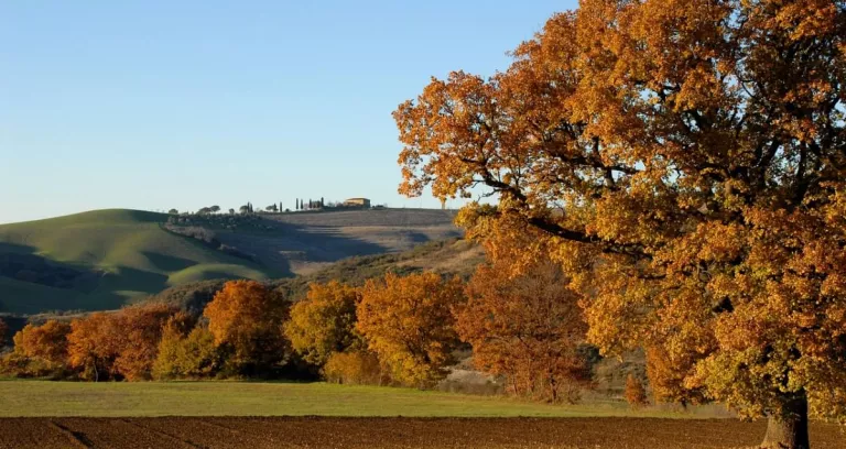 Albero Colline Bologna Panorama