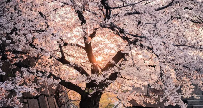 Cherry Blossom Tree