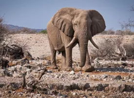 Etosha National Park, Namibia: dove si trova, quando andare e cosa vedere