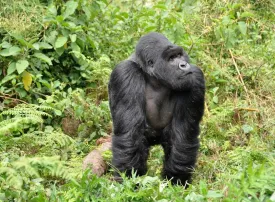 Parco Nazionale dei Vulcani, Ruanda: dove si trova, quando andare e cosa vedere