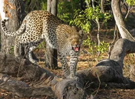 Central Kalahari Game Reserve, Botswana: dove si trova, quando andare e cosa vedere