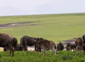 Ngorongoro Conservation Area, Tanzania: dove si trova, quando andare e cosa vedere