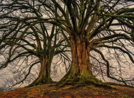 Classifica alberi più vecchi del mondo