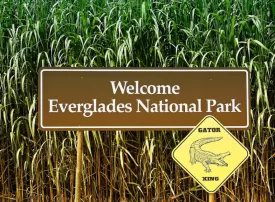 Everglades National Park, Florida: come arrivare, prezzi e consigli