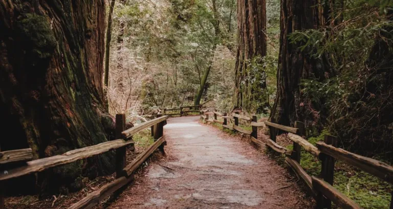 View On An Empty Trail In The Muir Woods National Monument In Marin County California