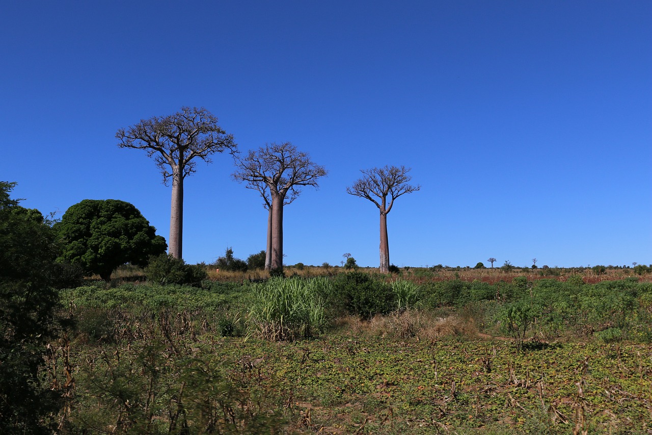 baobab madagascar albero natura