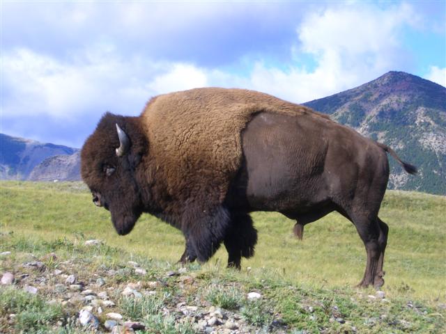 bison