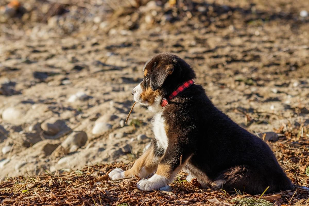 cucciolo bovaro del bernese spiaggia 1