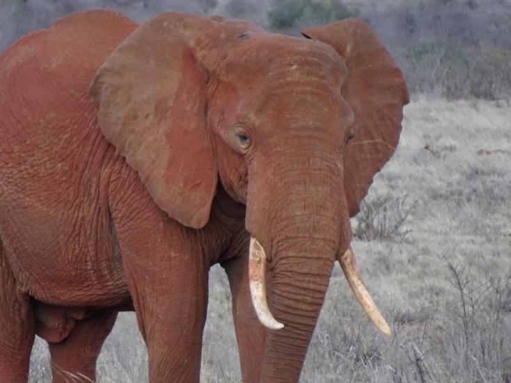 elefante tsavo national park