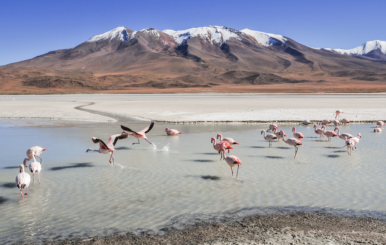 fenicotteri paesaggio bolivia