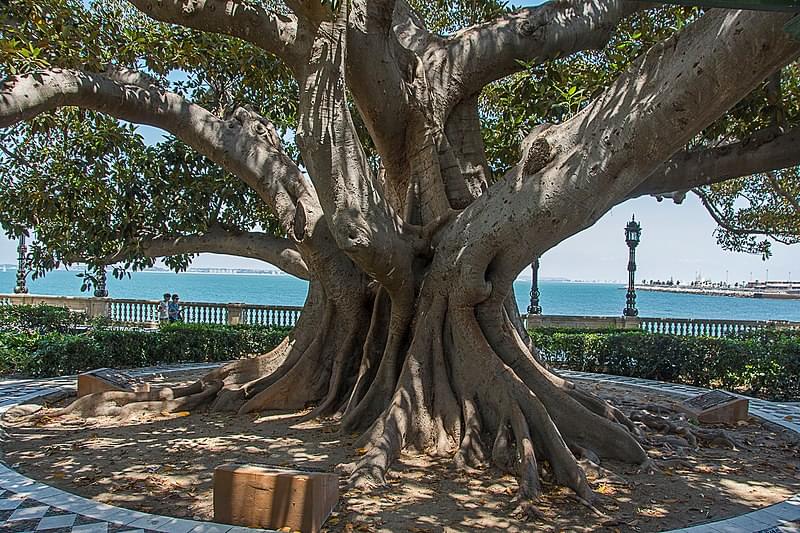 ficus alameda cadiz