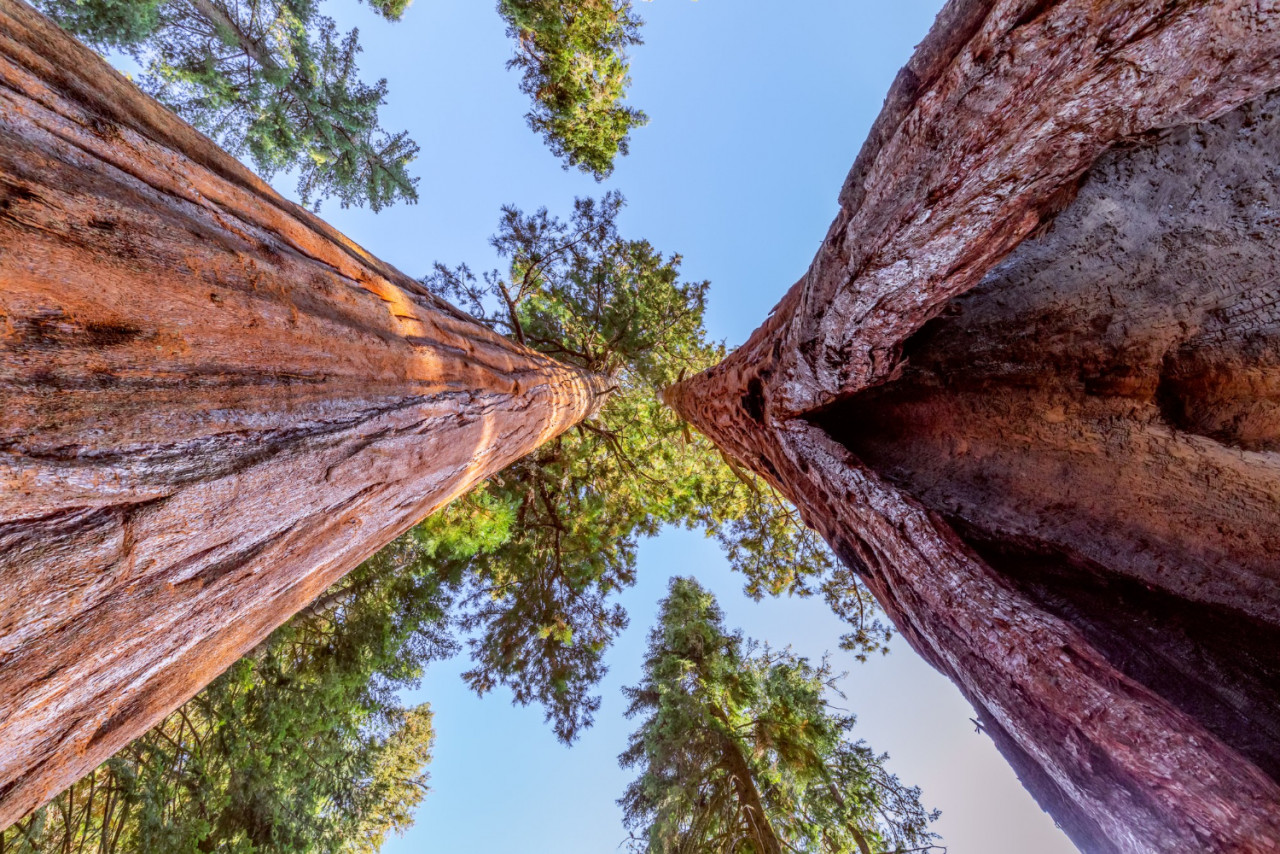 foresta di sequoie giganti sequoia national forest in california