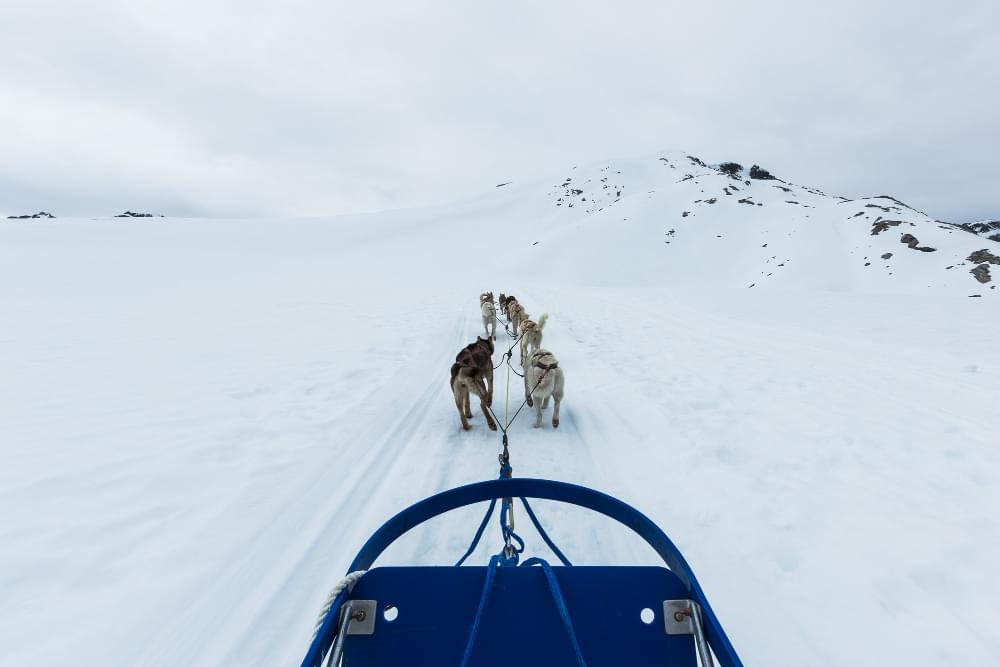 group sled dogs skagway alaska