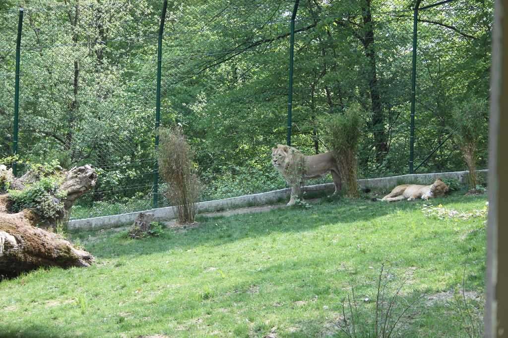 il re della foresta