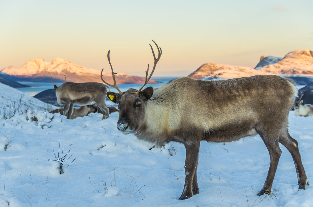 just a reindeer to brighten the day