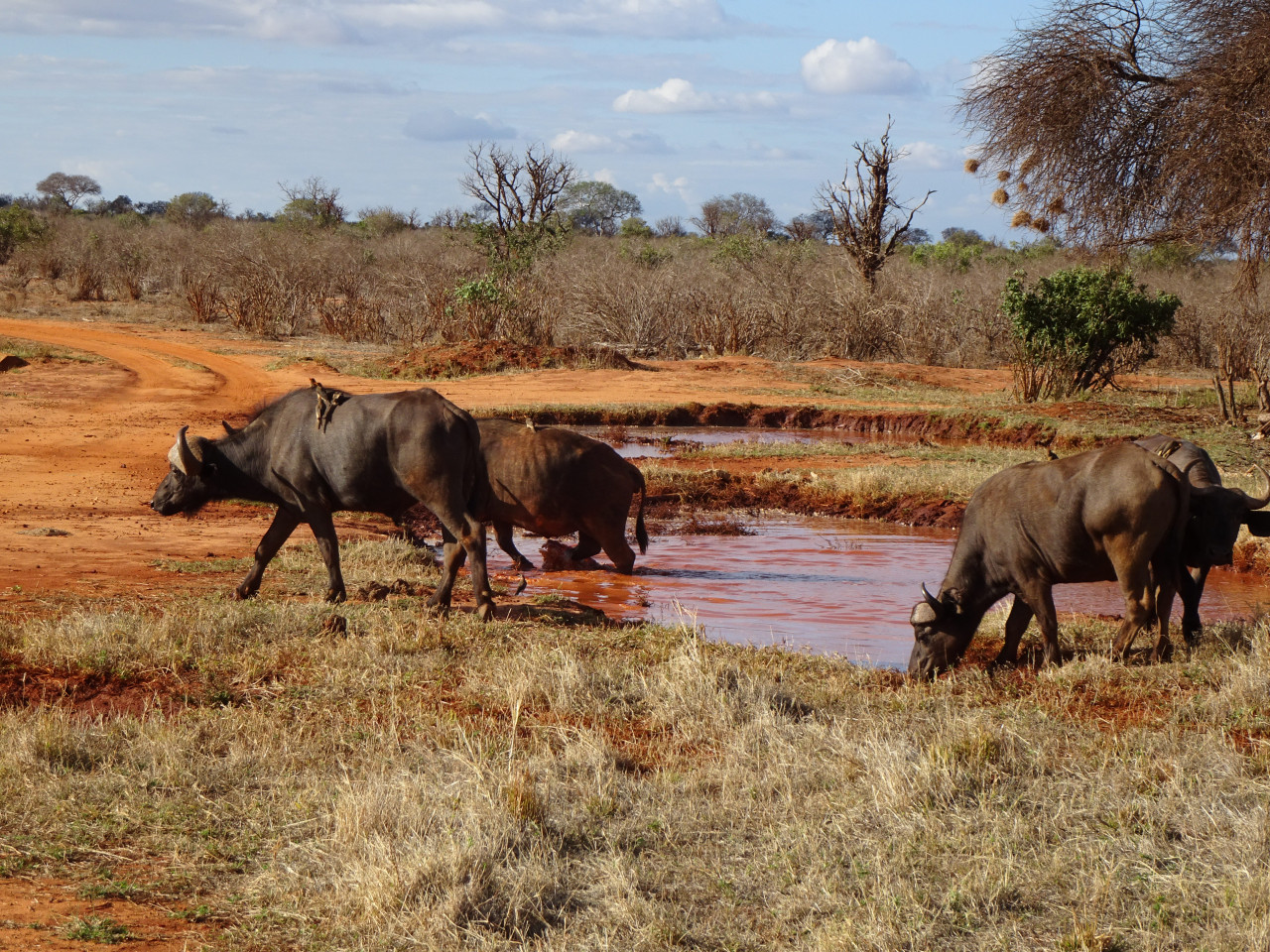 kenya national park