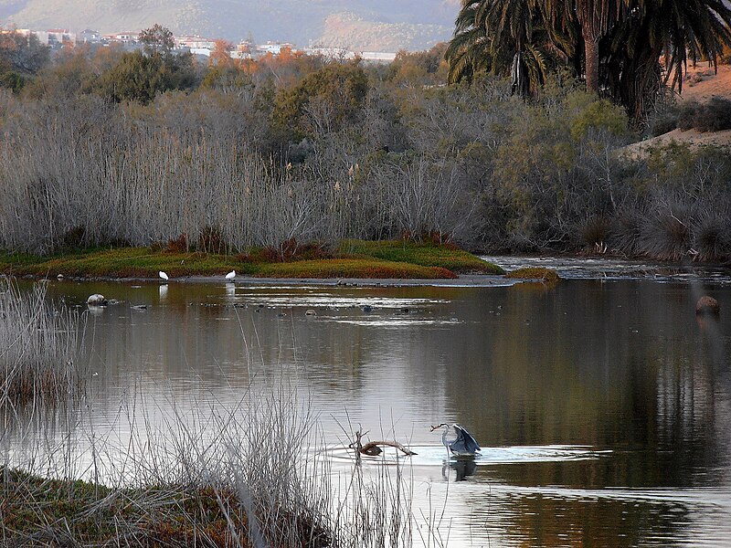 la charca de maspalomas