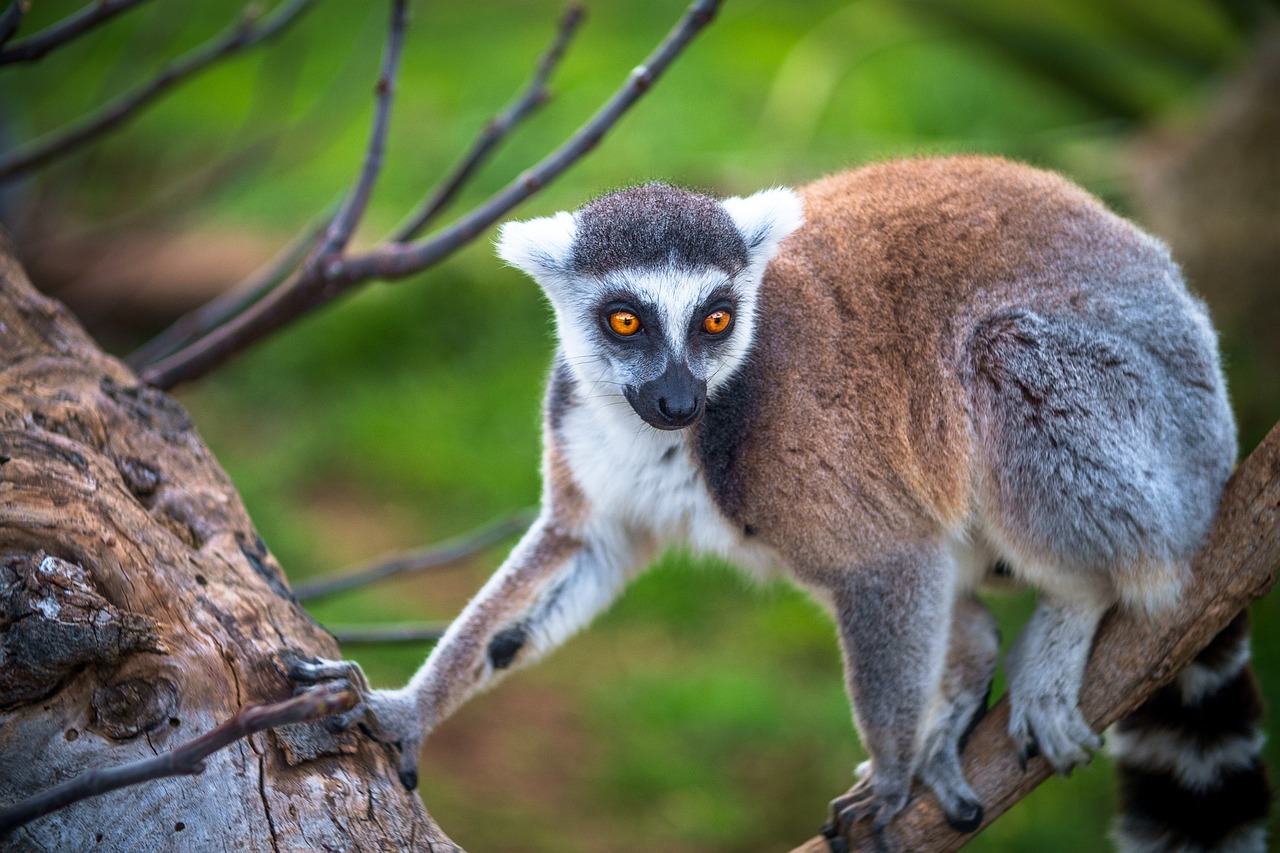 lemure scimmia primaria madagascar