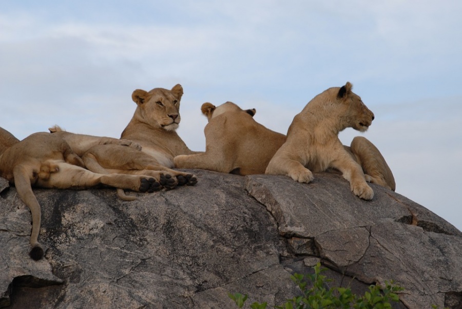 leoni in tanzania