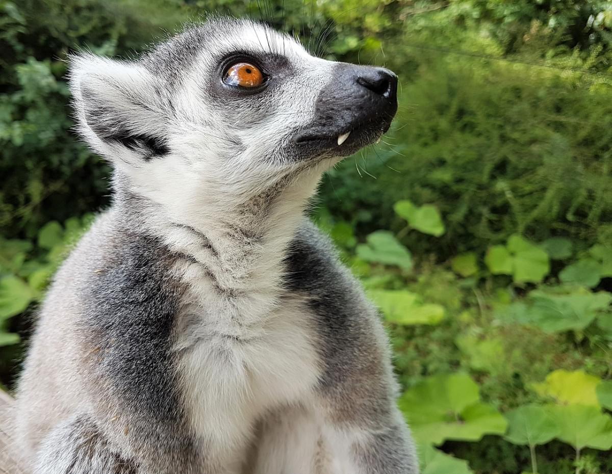 lima animale zoo mammifero carino