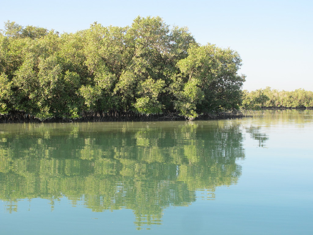 mangroves blue carbon in the city of abu dhabi uae 1