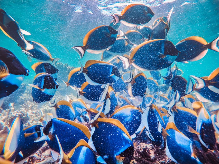 mare acqua oceano scuola