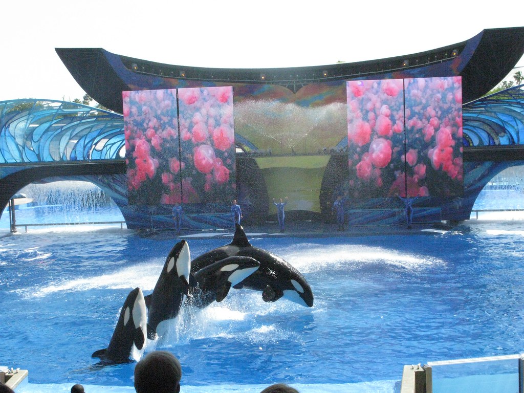 one ocean debut at seaworld orlando