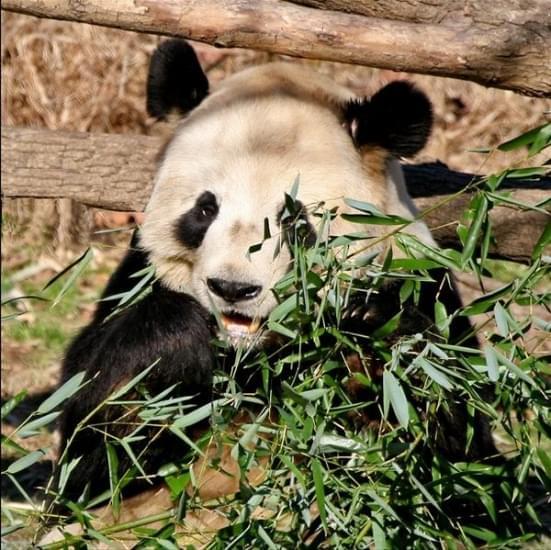 panda national zoo