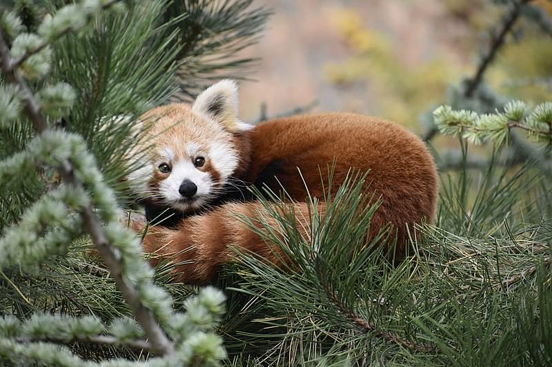 panda rosso al parco natura viva