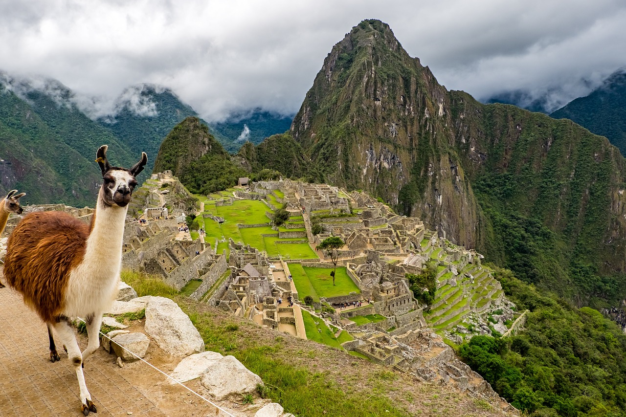 peru machu picchu lama 1