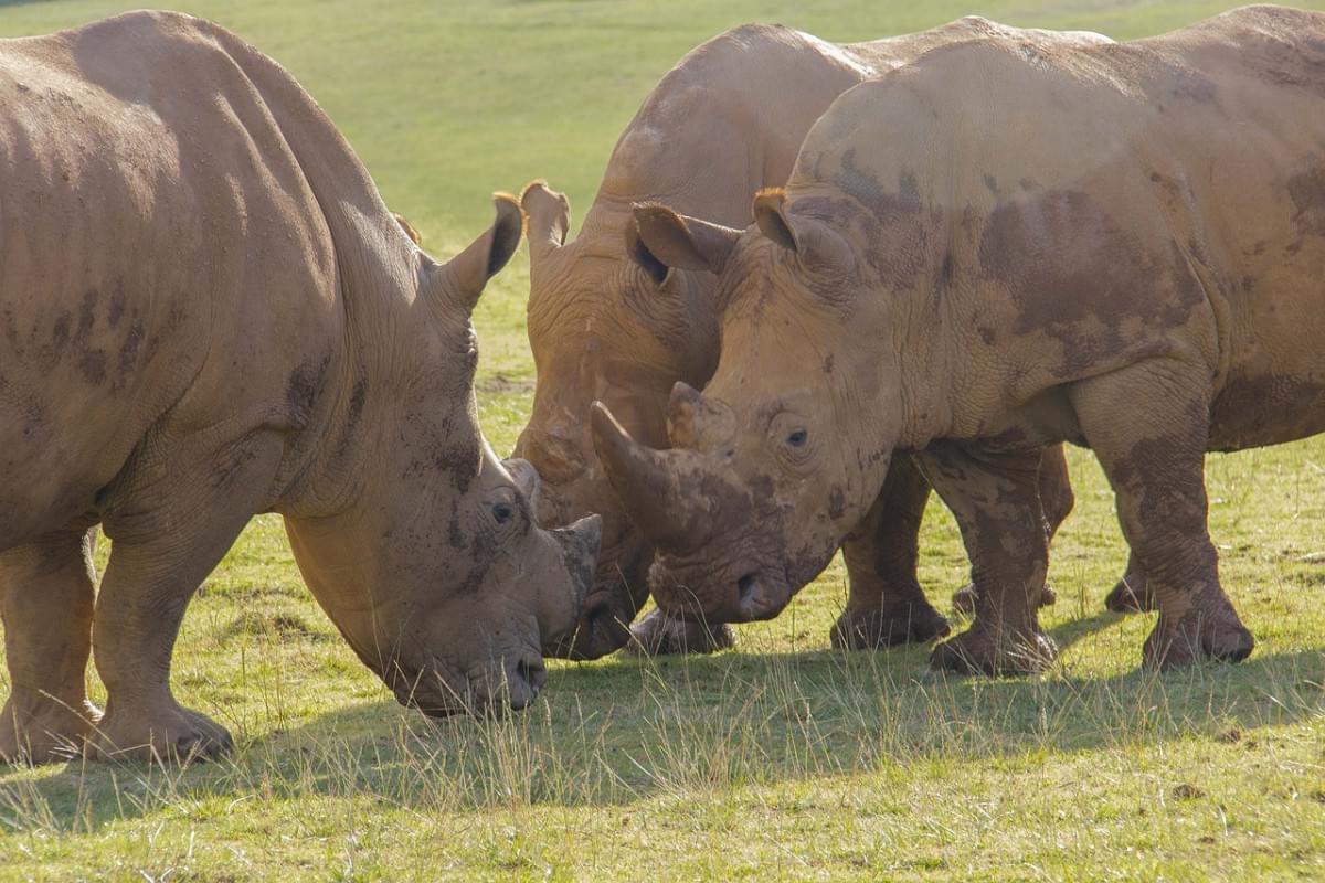 rhino cabarceno parco natura verde