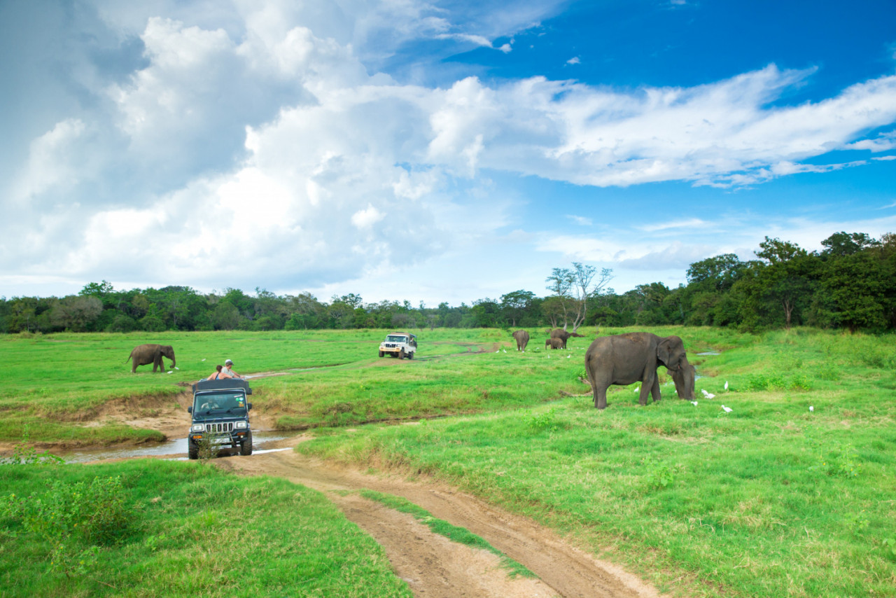 safari trip minneriya