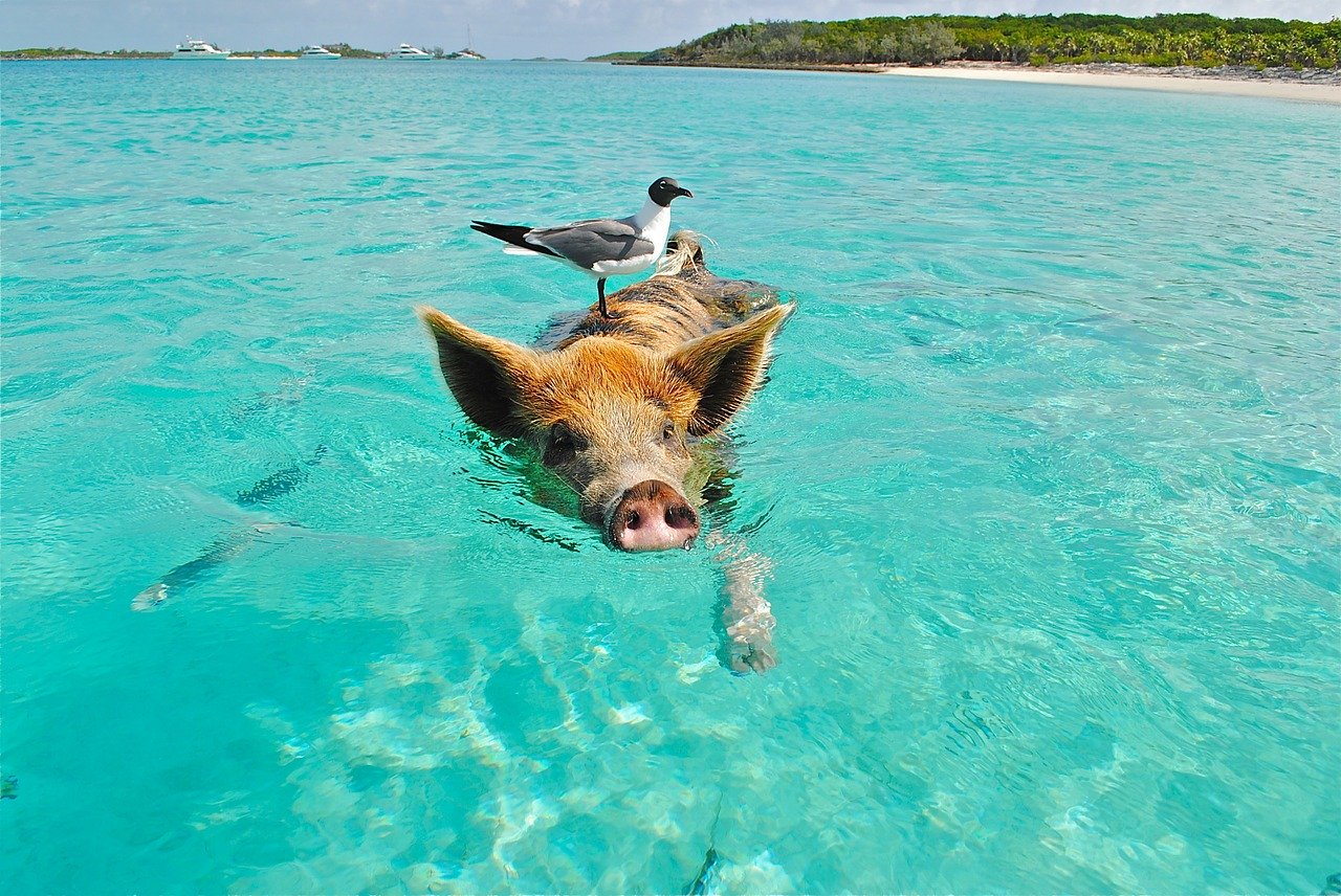 Major Cay, Pig Island, Bahamas