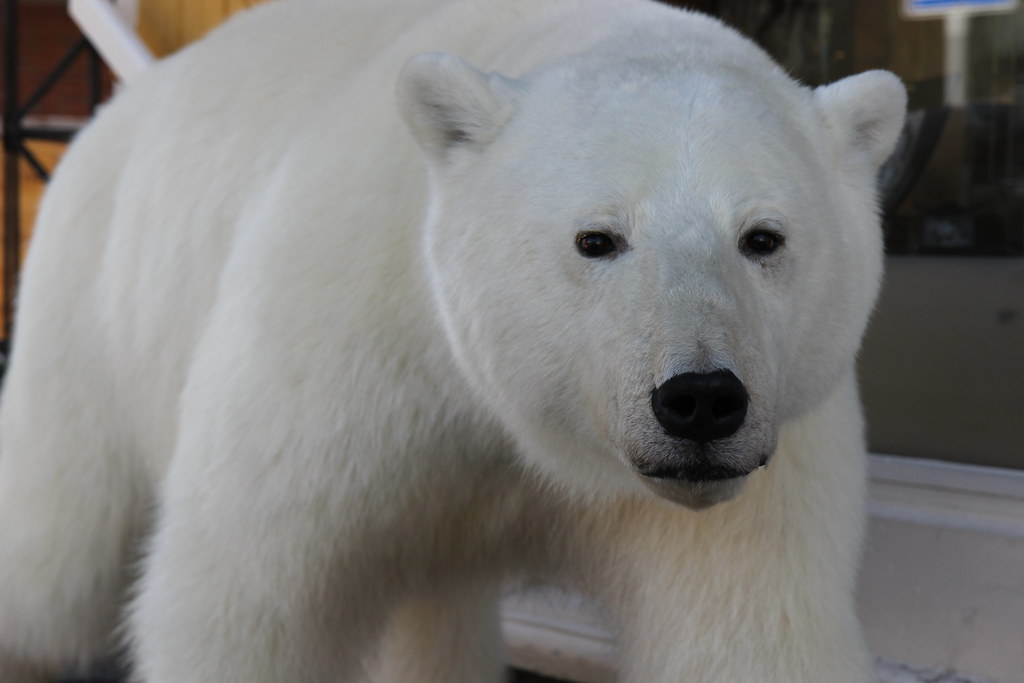 stuffed polar bear in tromso norway