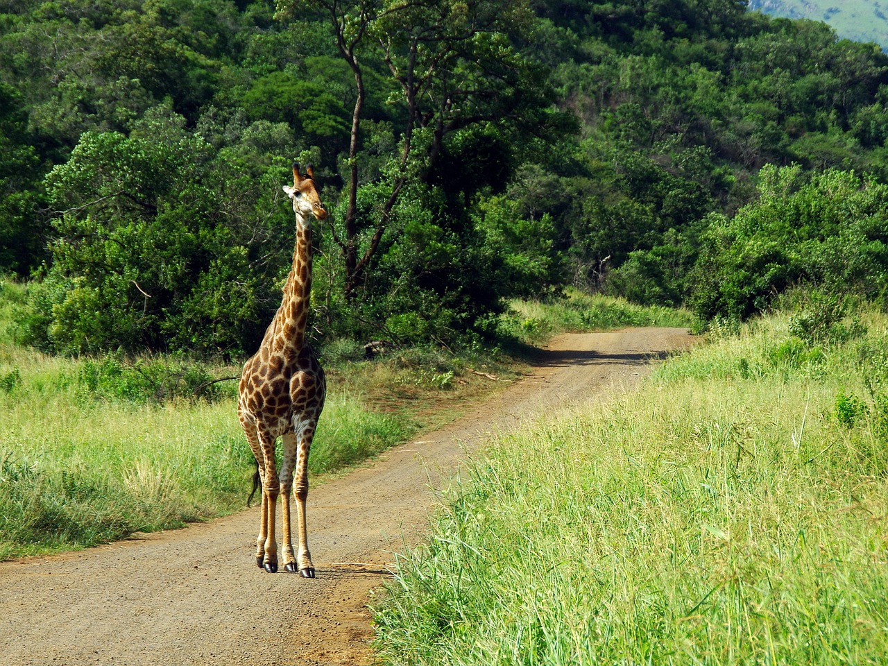 sud africa parco kruger giraffa