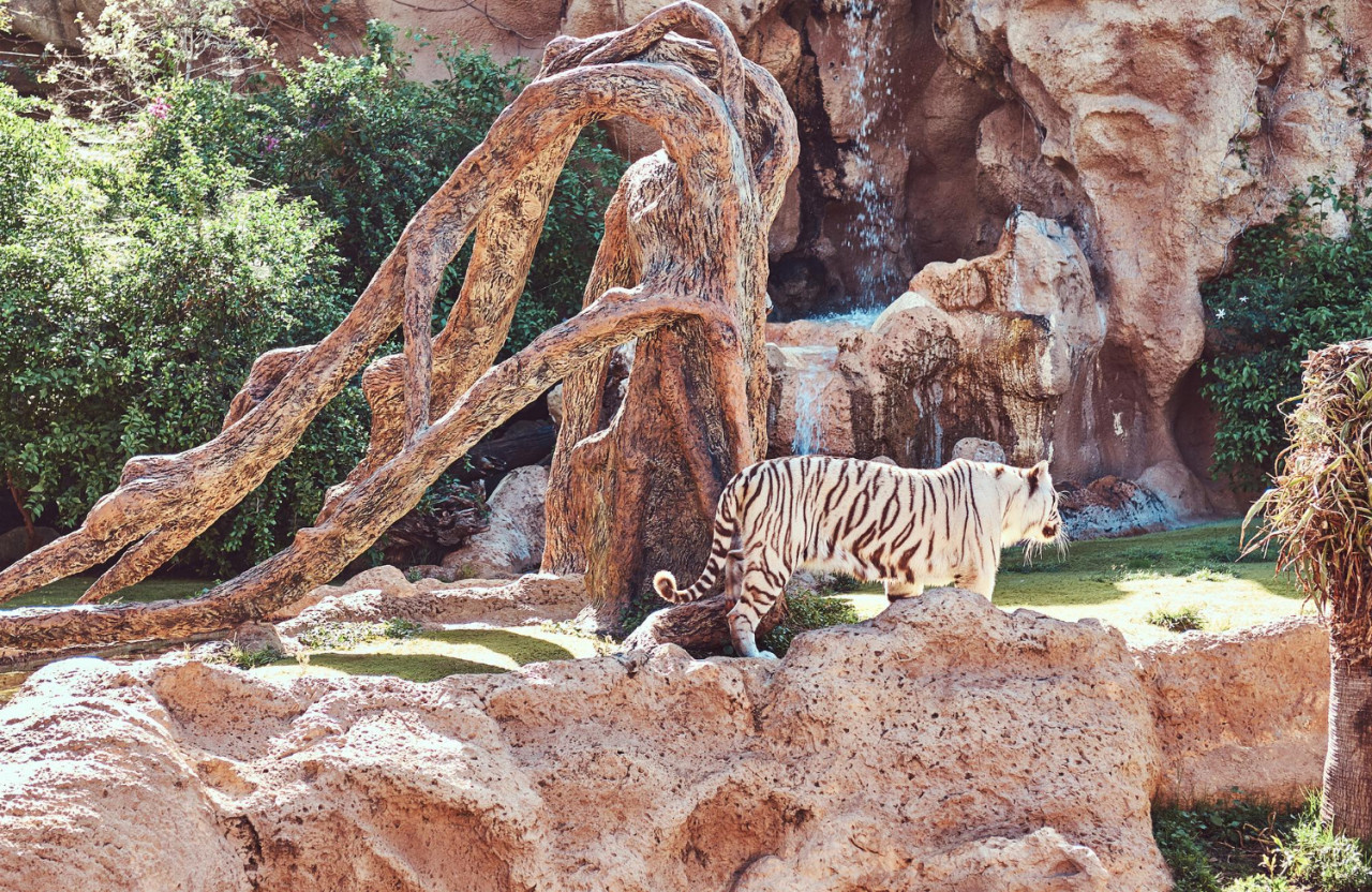 the big white bengal tiger walks on the park in the national zoo looking for a cool place to hide from the sun on a hot summer day