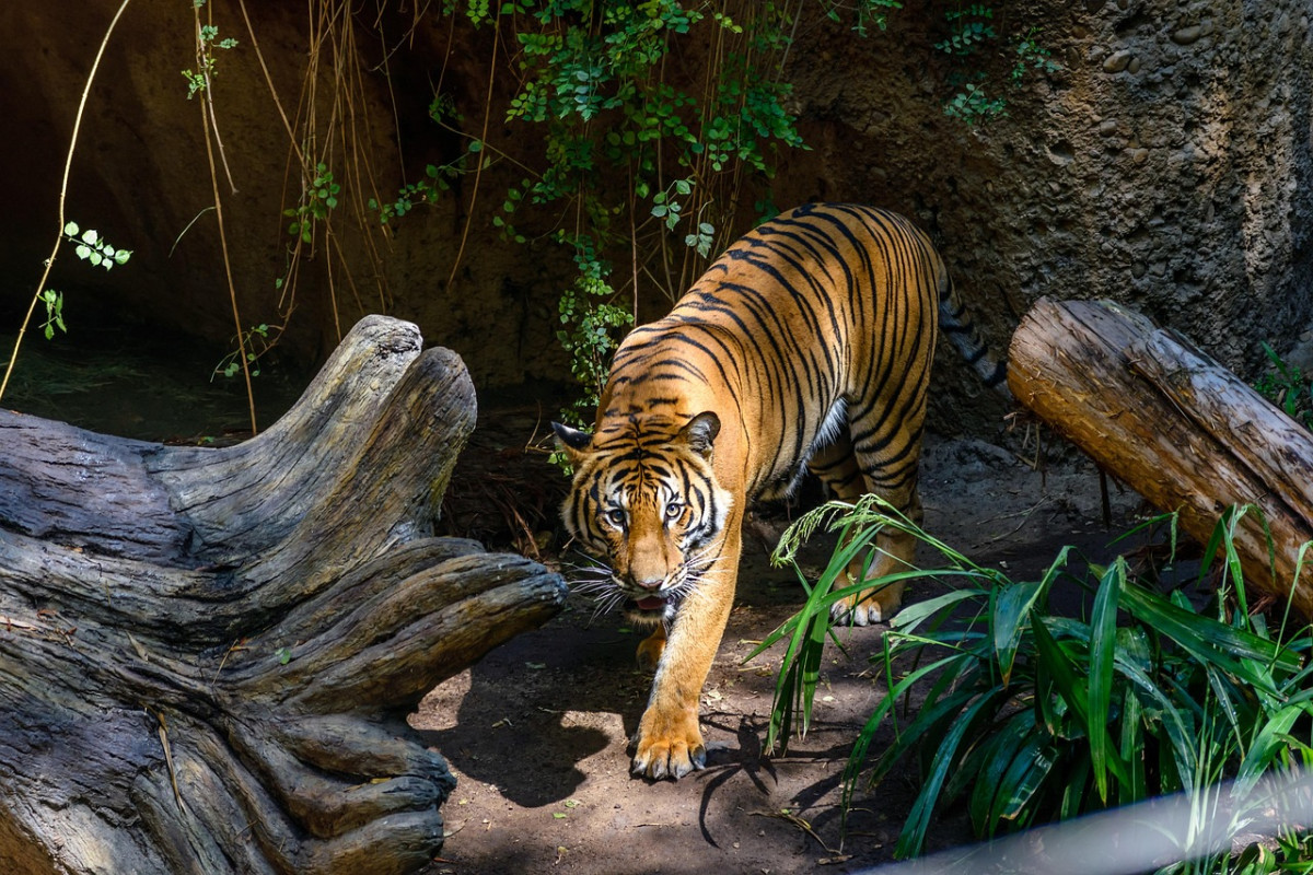 tigre san diego zoo animale 1